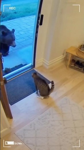 【海外防犯カメラ映像】熊を猫が撃退！勇敢な猫の姿が映像に記録！#動物の本能 #防犯カメラ映像 #奇跡の瞬間 #猫