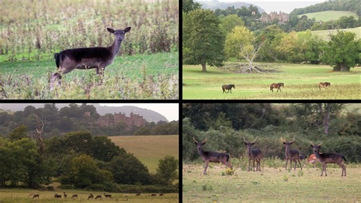 1.6K views | Deer and Ponies drifting past Dunster Castle and Watermill in background a few days ago. It was already dusk and poor light by the time the deer came into the open, but great to see them slowly coming closer and closer to the tree I was sitting beneath. Will post some stills separately in a moment. | Langbein Wildlife | Facebook