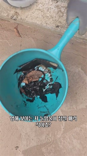 #도롱뇽 #도룡뇽 #양서류 #일락사 파충류 #salamander #newt #amphibian #일락사