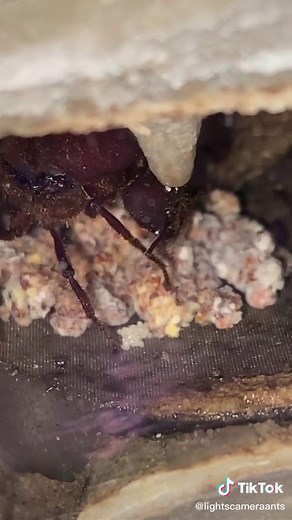 Texas Leaf Cutter Ant Queen Colony Journey