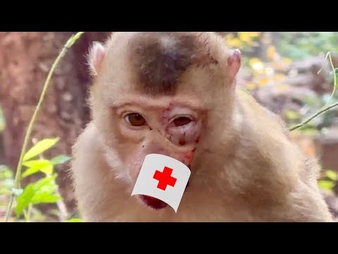 Welcoming magic food for pigtail boy monkey Luno back home