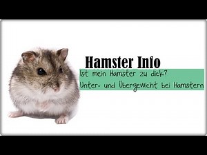 Hamster Info || Ist mein Hamster zu dick? Unter- und Übergewicht bei Hamstern || Tipps + Information
