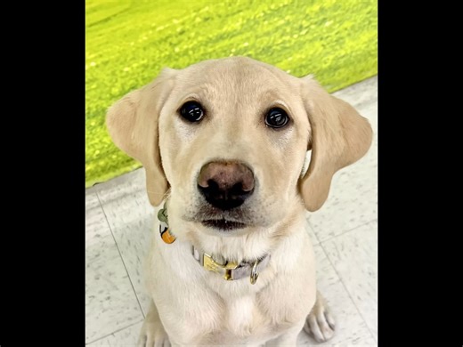 Meet Lucy, an adorable Labrador Retriever from Orange, Orange County, California! 🐶💛 Lucy is the perfect example of why Labradors are America’s favorite family dogs — she’s loyal, gentle, playful, and full of love. Whether it’s fetching a ball, going on walks, or curling up beside you, she’ll make every moment brighter. 🌼🐾 If you’re looking for a sweet and friendly companion, Lucy is ready to fill your home with joy and wagging tails! 📌 Listing ID: 655075 🔗 https://www.petzlover.com/us/lab
