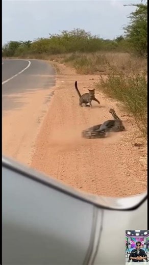 Python vs Cat – Brutal Roadside Survival Fight Real Time