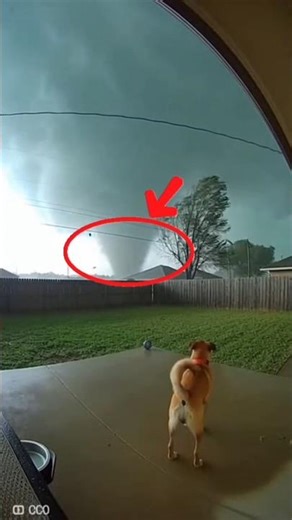 Dog facing extreme tornado CCTV video 🌪 #dog #tornado