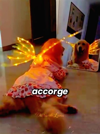 🧚‍♀️✨ Da bau a wow: una vera can-fata...