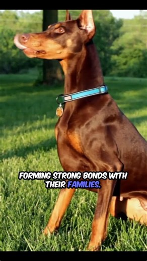 Doberman_ Loyal, Trainable, Protective