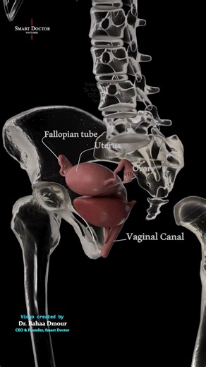 Uterus Anatomy in 3D | Female Reproductive System ♀️