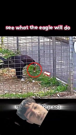 Golden eagle vs great egret#trending#animals#wildlife#goldeneagle#egret#shorts#youtubeshorts