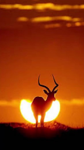 663K views · 8.8K reactions | Quiz Animaux #animaux #quiz #culturegenerale #apprendresurfacebook #test #question #quizanimaux | Inspiretonquotidien | Facebook