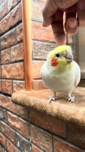 How to win over a cockatiel? Do it this way! 😍 #cockatiel #parrot #birds #cute