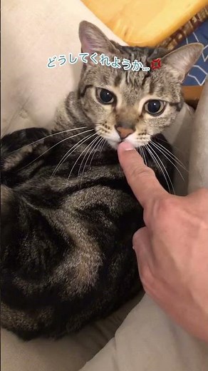 ニャンモナイトなギャル猫なのです #cat #petlover #ねこのきもち #猫のいる暮らし #推ししか勝たん #猫ミーム #猫好きさんと繋がりたい #ねこ好き