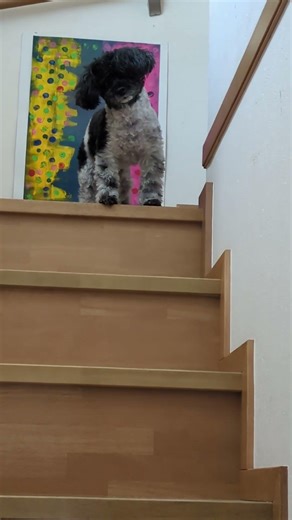 パパを見下ろすマルヒア♥ #かわいい犬 #トイプードル #マルヒア