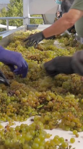 Napa Valley, the cradle of viticulture magic, is home to HALL—a standout in crafting vivacious wines that mirror the valley’s soul. Peek behind the curtains of HALL and you’ll find a blend of tradition and innovation. Think of it as the wine equivalent of a backstage pass to your favorite show! Here, grapes take center stage, with fermentation as their encore, producing wines that don’t just please the palate but tell Napa Valley’s story in every sip! 📍 @HallWines 📷 @aperture.media #VisitNapaV