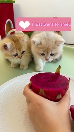 Caught a cat eating dragon fruit#fyp #pet #cat #catsoftiktok #catfruit