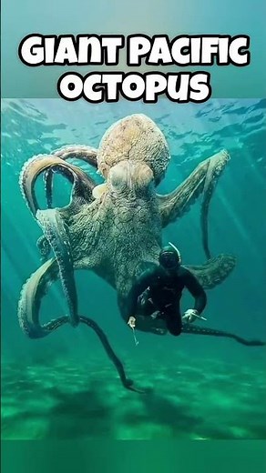 Smallest vs largest animals in the world 😲🌍 #shortsfeed #animals