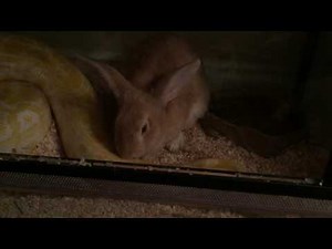 Rabbit eat python