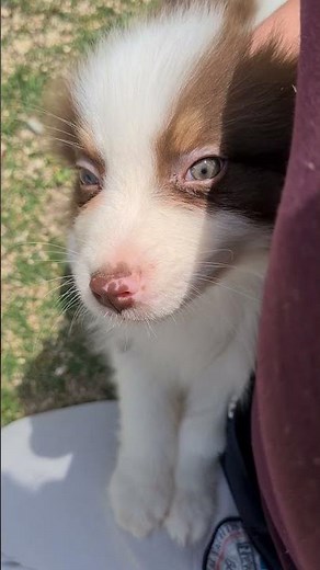 Berger Australien - M - 16fevrier - 294ZLN