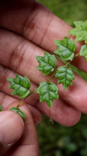 Oakleaf Creeping Fig and Marcgravia Umbellata #terrarium #ficusquercifolia #marcgravia #terrariumplants #reelsfb | The Urban Nemophilist