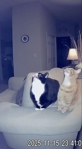 Why did this vase just EXPLODE? (The cats knew) #horror #scary #paranormal #poltergeist