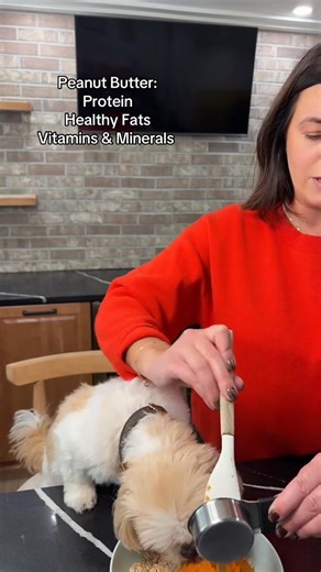 95K views · 2.4K reactions | Dog Pumpkin Protein Balls @Native Pet #dog #dogtreats #dogsoftiktok | That Dog Stella | Facebook