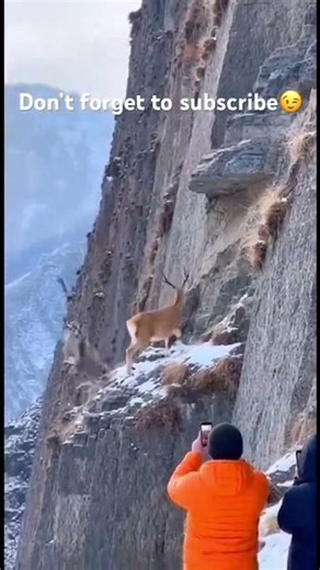 Snow Leopard Fails to Catch Deer… Hilarious Fall! 🐆❄️😂 #funny #memes #unexpected #comedy