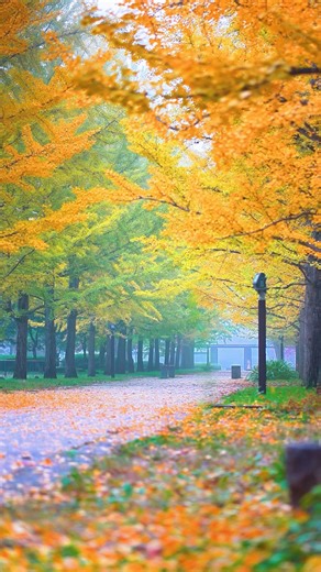 やまがた広域観光協議会ㅣ山形観光 on Instagram: "・ いよいよ、平地も紅葉の見頃を迎えています 村山地域の代表的な紅葉の名所の一つ、山形県総合運動公園 今年もまた、黄色く色づいたイチョウ並木や赤く染まる木々を楽しむことができます ぜひ、足を運んでみてください (撮影日2025.10.30) . . Autumn leaves have reached their peak even in the plains. At Yamagata Prefectural Sports Park, one of Murayama’s best-known spots for autumn colors, you can once again enjoy the golden ginkgo trees and the deep red foliage this season. Come and take a walk through the beauty of autumn in Yamagata. . . 山形的平地也迎來了楓葉的最美時節。 位於村山地區的「山形縣綜合運動公園」是著名