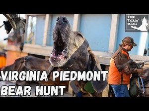Virginia Piedmont Bear Hunt