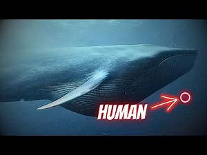 Blue Whale vs Human Size Comparison