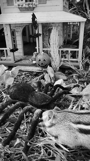 Epic battle spider versus chipmunk who’s gonna win? 🐿️🕷️