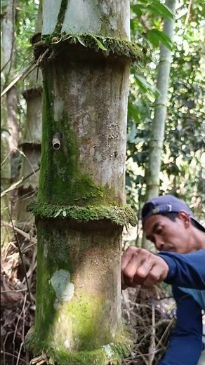 Hunting Stingless Bees in the Wild! 🐝🌿