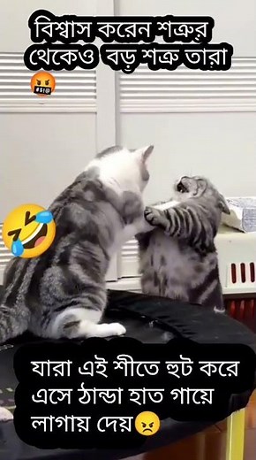 শত্রুর থেকেও বড় শত্রু তারা🤣 #funnyvideo#catfunny #comedy#funnyshorts #shortsfeed#shorts #subscribe#
