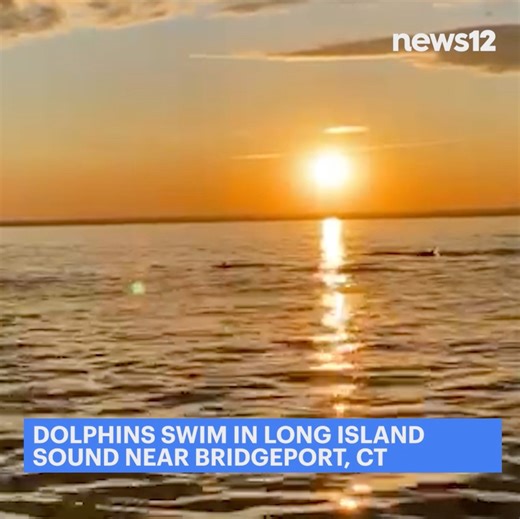 33K views · 867 reactions | DOLPHINS!  A pod of dolphins paid a visit to the Long Island Sound near Bridgeport, CT Saturday night. (video: Chris Frattaroli) | News 12 Connecticut | Facebook