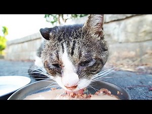 I fed the cat I met after a long time in the heat of the heat