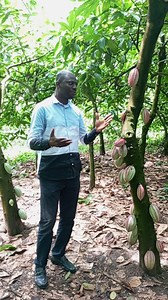 2023 Precision Ag impact update! Watch the video review featuring Friday Agbo, our Head of Agronomist. In this update, he takes us on a visit to a cocoa farm owned by one of the participants in the 2023 Precision Ag training. According to his feedback, the farmers are significantly improving their practices, applying what they've learned from the precision agriculture training. Tap to watch the full video #Zowasel #PrecisionAgUpdate #Agriculture | Zowasel