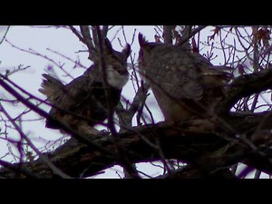 Owls hooting in a tree: Moment of zen