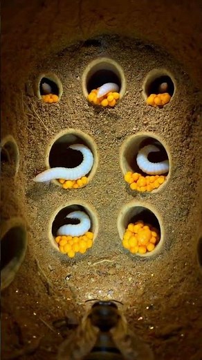 POV: Inside a Sand Burrowing Bee Nest 🐝 | Micro Camera Underground Life