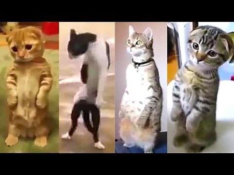 🐱 🙀 😂 Funny, Creepy and Scared Cats Walking and Standing on Two Legs | Cute and Funny Animals