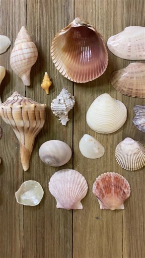 A Mixed Collection of Mixed Florida Seashells - Etsy