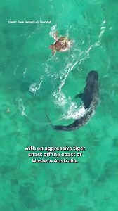 Turtle Vs Tiger Shark. | IFLScience