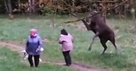 Moose madness: Dog walkers attacked in Russian national park