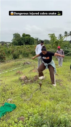 🥺😰 This cobra snake was rescued after a mongoose injured its mouth🐍 #cobra #viral #shorts