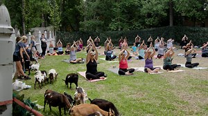Goats provide deeper stretch at Duluth Goat Yoga