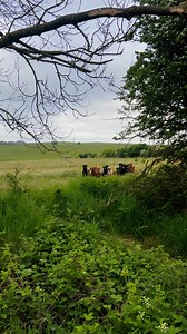 Always make sure the coast is clear .. #labradorretriever #chocolatelab #foxredlab #yellowlab #blacklabsquad #training #teampureflax #gundogtrainer #slingleygundogs #pickingupteam #instavideo | Slingley Gundogs