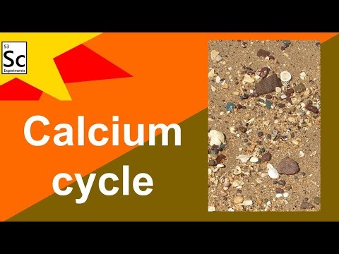 Calcium cycle | CHEMISTRY AND EARTH SCIENCE EXPERIMENTS |