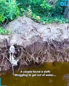 Poor lady tries to help the sloth but is too afraid of its claws! | D.L. Hughley