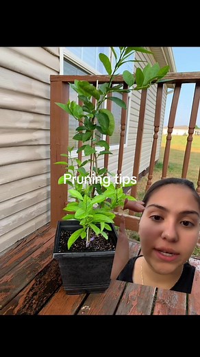 Replying to @Daisy I hope these tips help your lime tree grow! Mine is doing really well for its second pruning and Is growing really fast! I also just fertilized it too. #limetree #bearsstree #persianlimetree #pruningtips #greenscreen
