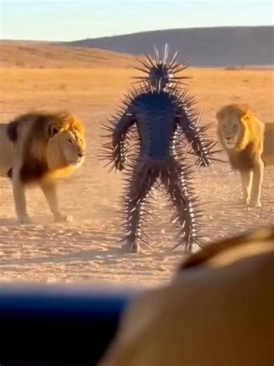 Cactus Man vs. The Jungle 🌳⚔️#music #horror #animals #horrorpodcast #horrorstories #funny #CactusMan #LionVsMan #Fail #catus #podcast #liebe