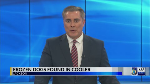 Frozen dogs found in cooler