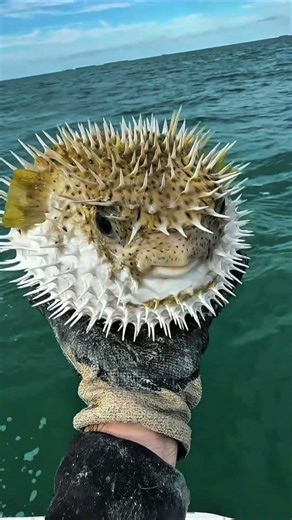 Why Puffer Fish Enter Fishing Traps on Purpose #shorts